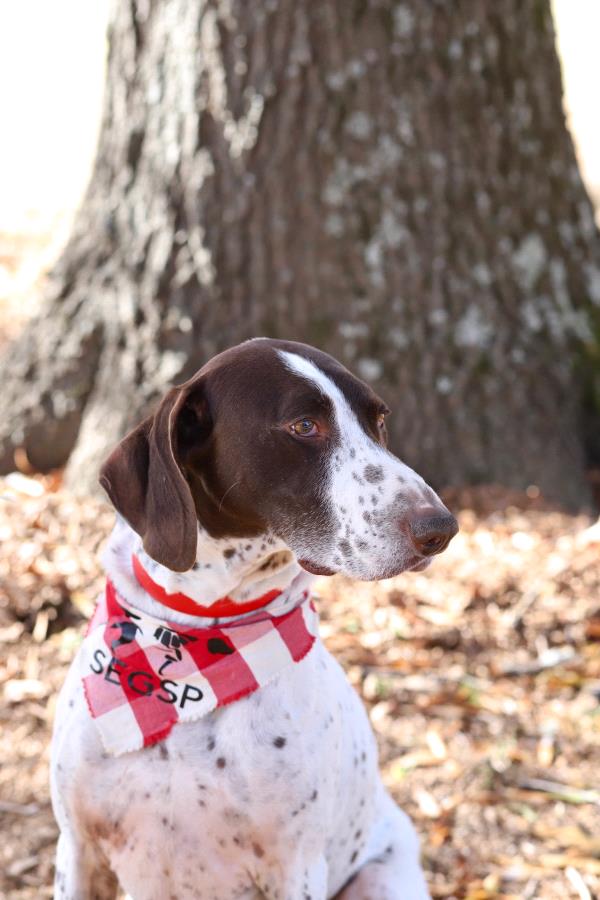 /images/uploads/southeast german shorthaired pointer rescue/segspcalendarcontest2021/entries/21917thumb.jpg